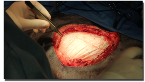 A vet performs rib resection and thoracic wall repair