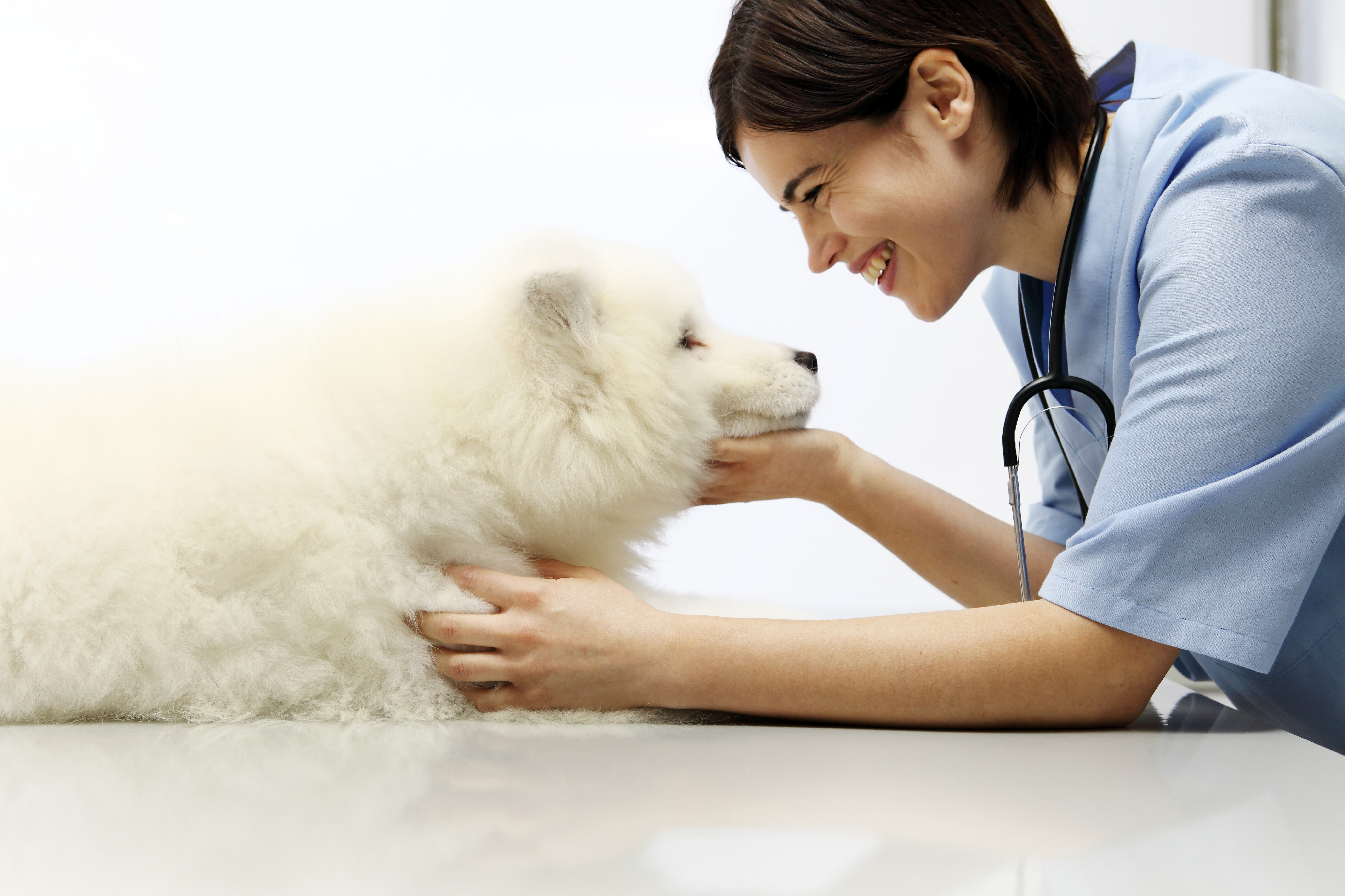 Ветеринар экзамены. Самоед у ветеринара. Собака улыбается у ветеринара. Самоеды маленькие у ветеринара. Собака самоед у ветеринара.