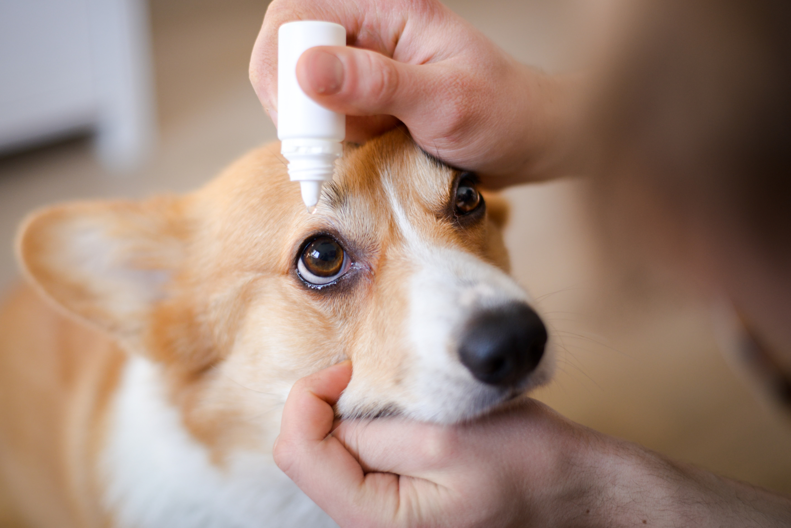 Eye Drops for Pets