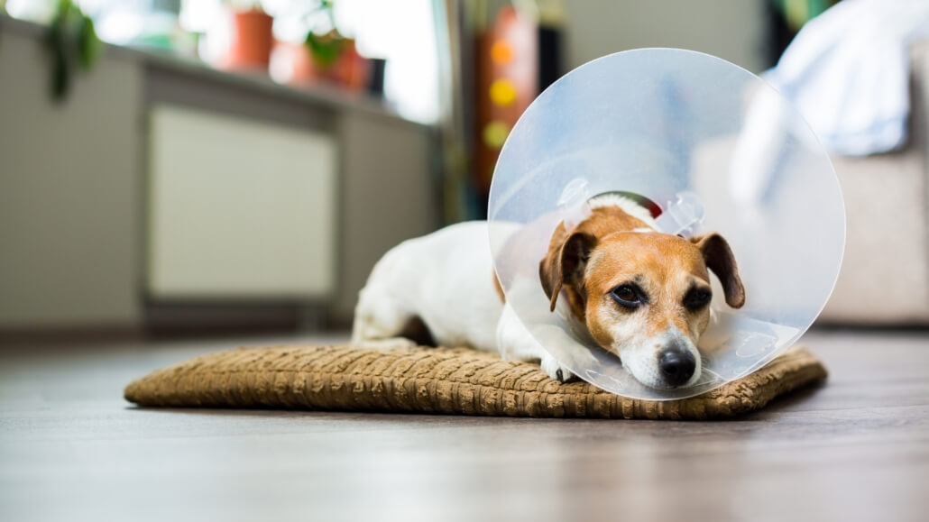 Avoid Veterinary Burnout With These 5 Tips