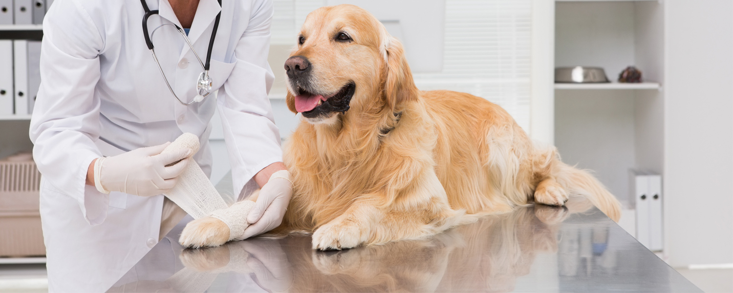 7 Steps of Effective Veterinary Wound Management | Vetrix, Inc.