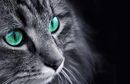 Grey cat with green eyes