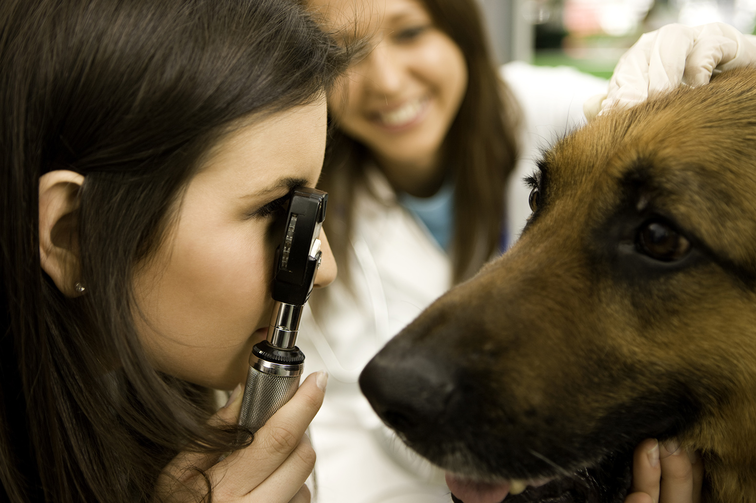 how long do eye ulcers in dogs take to heal