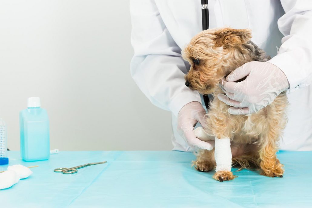 Veterinary Wound Management Technology | Vetrix Inc.