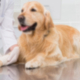soft palate reconstruction dog biologic graft - Vetrix BioSIS