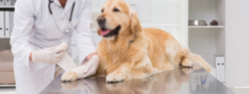 soft palate reconstruction dog biologic graft - Vetrix BioSIS