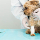 chronic wound treatment dogs - Vetrix Healion