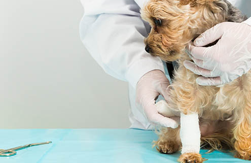 reduce scarring veterinary wounds - Vetrix Healion