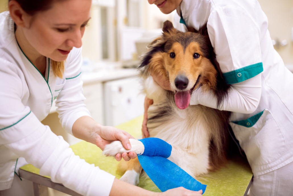 Helpful Tips For Managing Wounds In Veterinary Patients