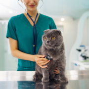 veterinary practice