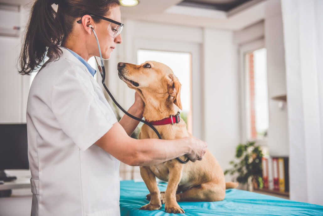 Ways to Get More Veterinary Clients