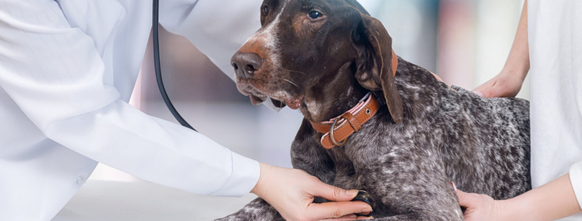heart testing for pets