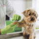 greener veterinary medicine