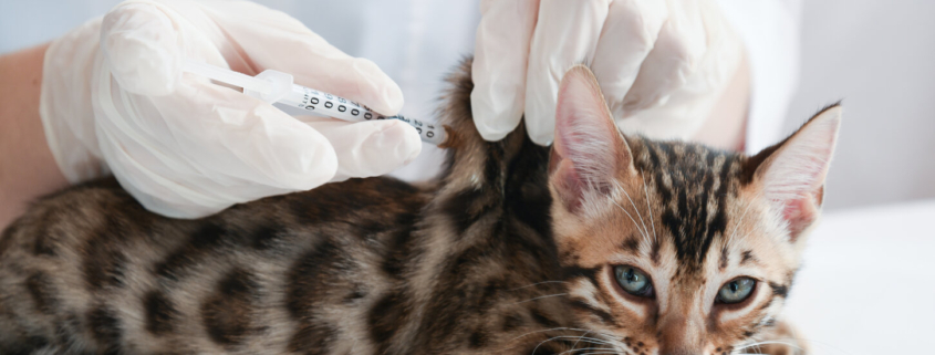 pet vaccine compliance
