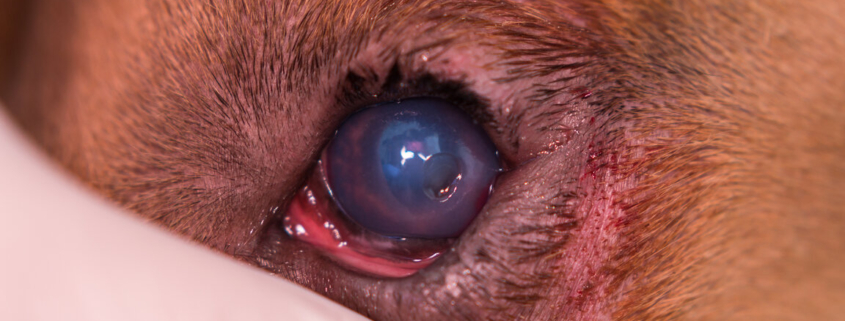 corneal ulcers