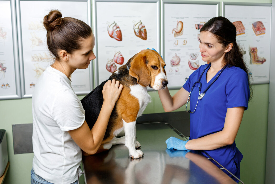 Dog being looked at by veterinarian 