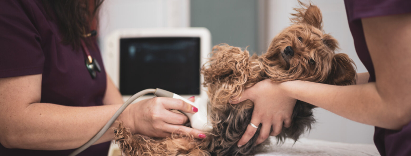 ultrasound diagnostics in canines