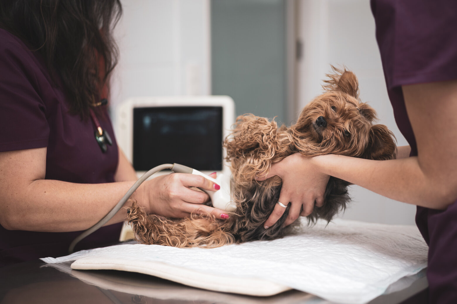 ultrasound diagnostics in canines